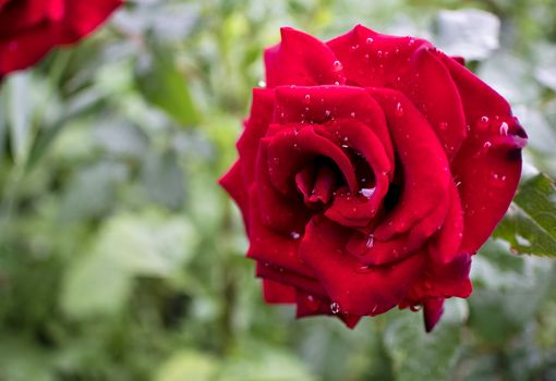 beautiful red rose with rain drops in early morning on green nature background