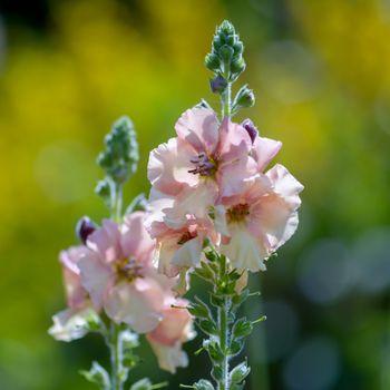 Matthiola incana Blooming in an English Garden