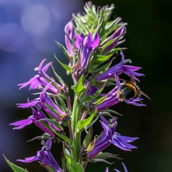 Bee feeding on a blue Lobelia