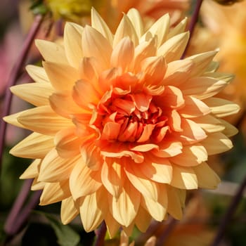 Orange Dahlia