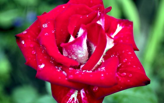 beautiful red rose with rain drops in early morning on green nature background