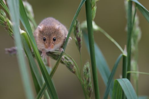 A small harvest mouse climbing up shoots of grass looking forward towards the viewer