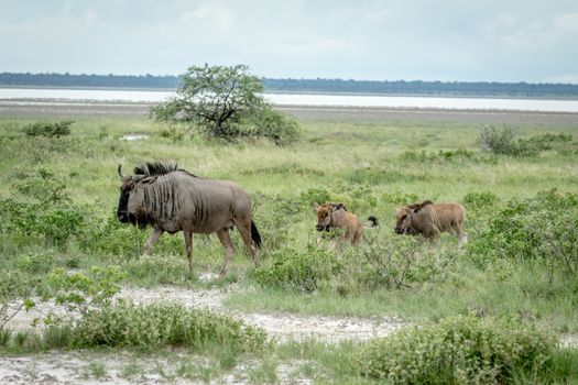 Group of Blue wildebeests walking in the grass in the Etosha National Park, Namibia.