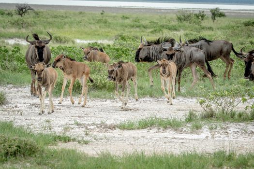 Group of Blue wildebeests walking in the grass in the Etosha National Park, Namibia.