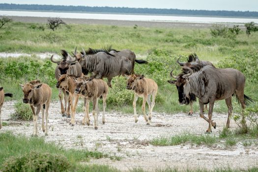 Group of Blue wildebeests walking in the grass in the Etosha National Park, Namibia.