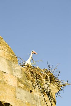 Stork in its nest perched on the portico of the church of Saint-Maurice in Damvillers in the north of France