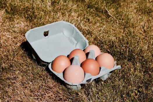Natural free range fresh chicken eggs in blue cover on the green grass in garden.