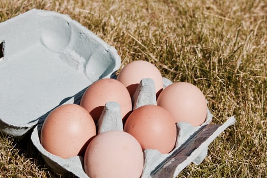 Brown big chicken eggs in small holder. Free range eggs in the garden.