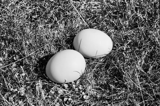 Brown big chicken eggs in small holder. Free range eggs in the garden.