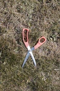 Big orange silver scissors on the green grass in the garden at summer time.
