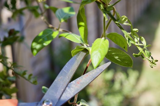 Big scissors cutting green fresh plants in garden. Outdoor summer concept.