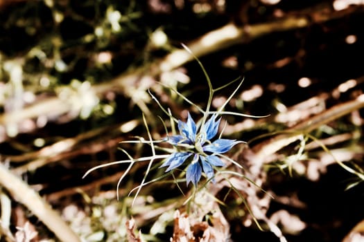 Colorful background in garden. Small blue flower in green plants.