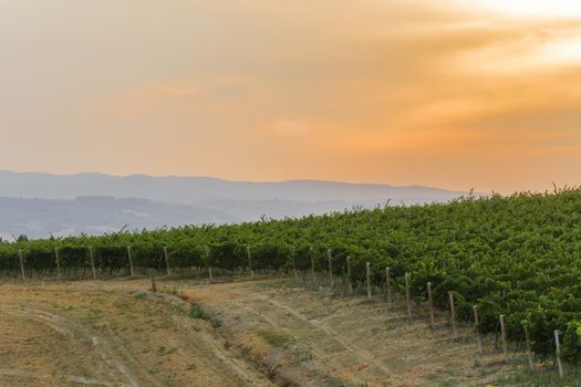 Green italian countryside with a path in the vineyard at sunset