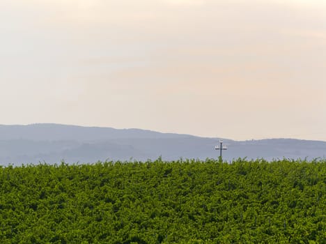 green field in italian countryside with an electric trellis