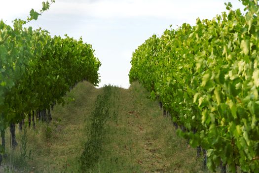 Green italian countryside with a path in the vineyard