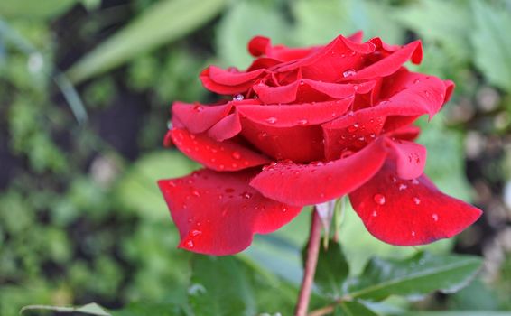 bright beautiful red rose with rain drops in early morning on green nature background