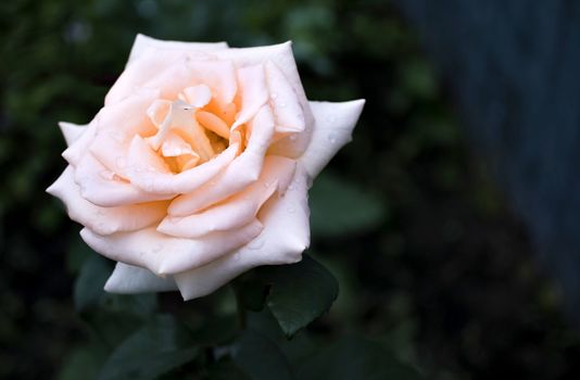 beautiful cream rose with rain drops in early morning on dark green nature background