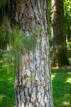 The bark of a tree in Seville, Spain, Europe