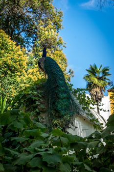 A peacock perched on a wall in a garden in Seville, Spain, Europe