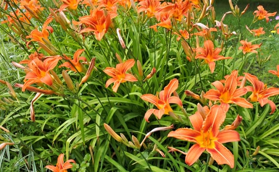 flowerbed with bright orange lilies in the morning