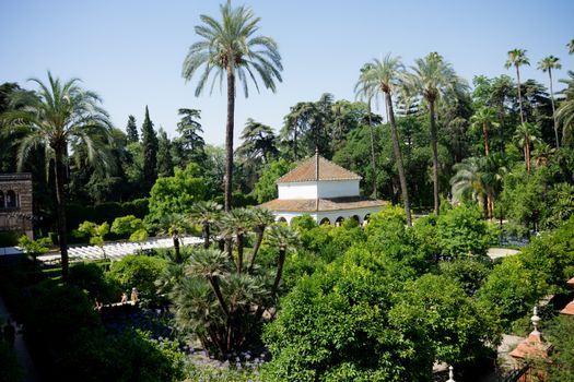 Seville, Spain - June 19: The palm tree in the Alcazar garden, Seville, Spain on June 19, 2017.