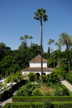 Seville, Spain - June 19: The palm tree in the Alcazar garden, Seville, Spain on June 19, 2017.