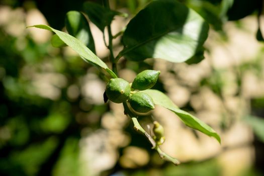 Orange tree in a garden in Seville, Spain, Europe