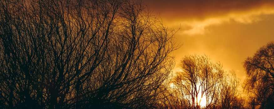 Hot yellow winter sunrise against the trees without leaves