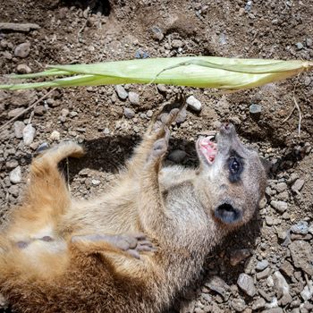 Meerkat or Suricate (Suricata suricatta)