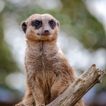 Meerkat or Suricate (Suricata suricatta)