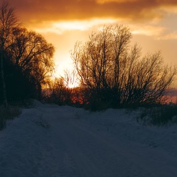 Hot yellow winter sunrise against the trees without leaves