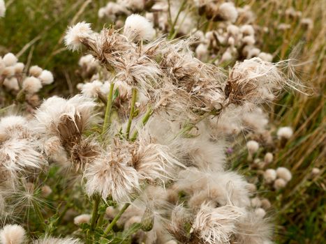 white fluffy milk thistle reed heads swaying in wind; England; UK