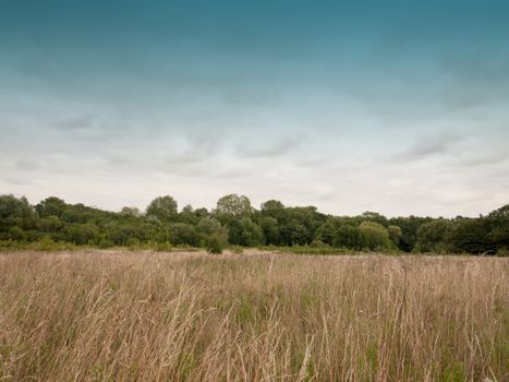 a field outside empty with golden grass and sky; England; UK