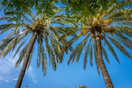 Palm trees against a blue sky in Seville, Spain, Europe