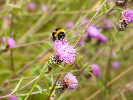 a single bee in detail on a pink thistle; England; UK