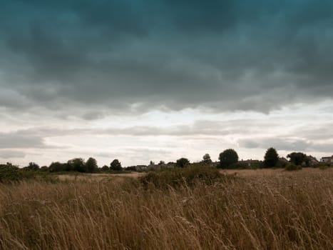 an empty back field lot with reeds grass and sky; England; UK