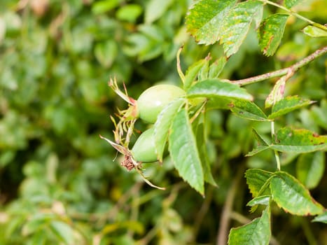 two growing green rose hip buds on tree; England; UK