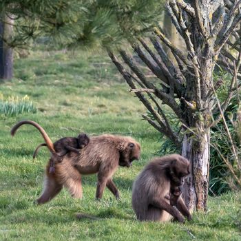 Gelada Baboon (Theropithecus gelada)