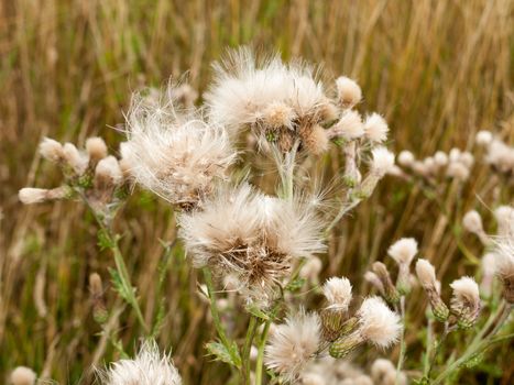 white fluffy milk thistle reed heads swaying in wind; England; UK