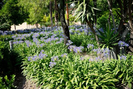 Blue flower plants and greenery in a garden in Seville, Spain, Europe.