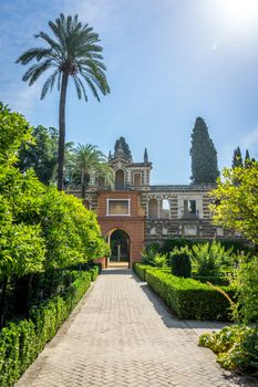 Tall palm tree in the alcazar garden in Seville, Spain, Europe