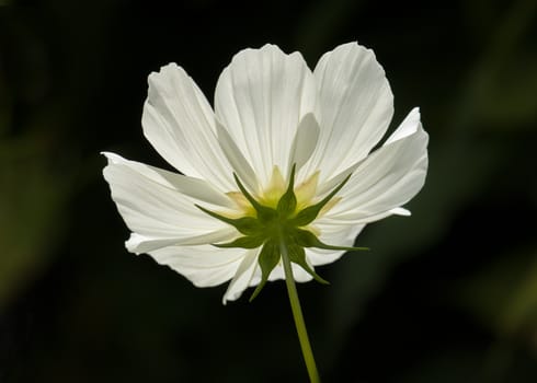 Underside of white Cosmos flower, backlit by sun.