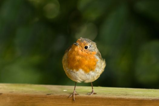 European Robin on fence with toes over edge.