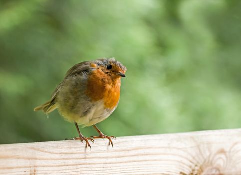 European Robin on fence, head tilted to one side