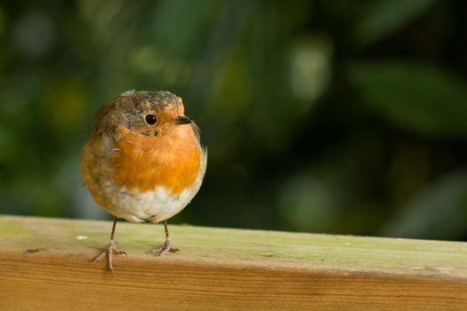 European Robin with space for copy or text