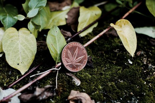Brass coin cannabis leaglize it sativa in green natural place.