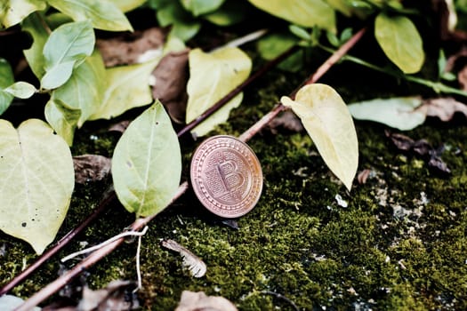 Digital currency physical brass bitcoin coin near plants and green leafs in garden.
