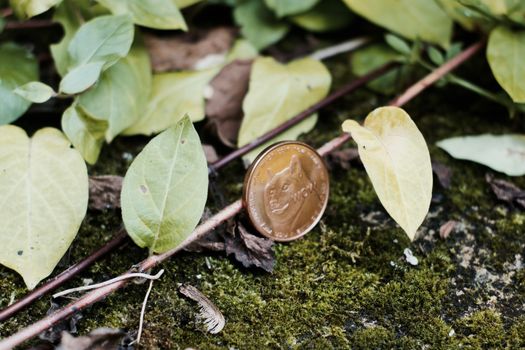 Digital currency physical brass dogecoin coin in garden near green leafs and plants.