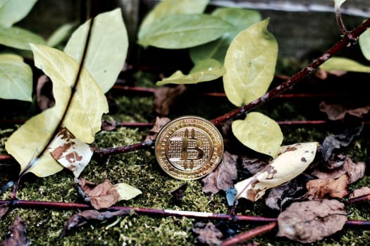 Digital currency physical gold bitcoin coin in forest near green leafs and brown plants.