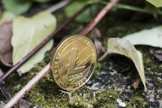 Digital currency physical gold litecoin coin in forest near plants and leafs.
